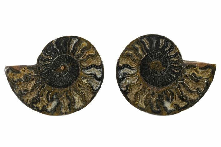 Cut/Polished Ammonite Fossil - Unusual Black Color #132558